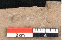 Foto (Detailansicht) von Araucaria sternbergii Goeppert (NHMW-GEO-2024-0188-8274)